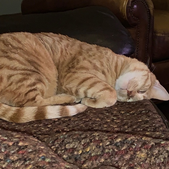 Meet your Posher, Rick - Picture 1 of 1